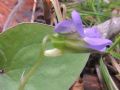 Viola mirabilis